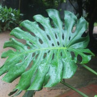 Monstera